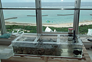 ANAインターコンチネンタル石垣リゾート最上階に窓の外に広がるリーフを再現したタッチプール
