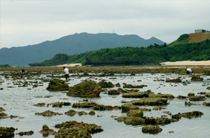 サンゴ群体の回復が見られる学校近くの海岸
