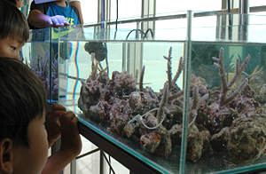 養殖サンゴのポリプを観察